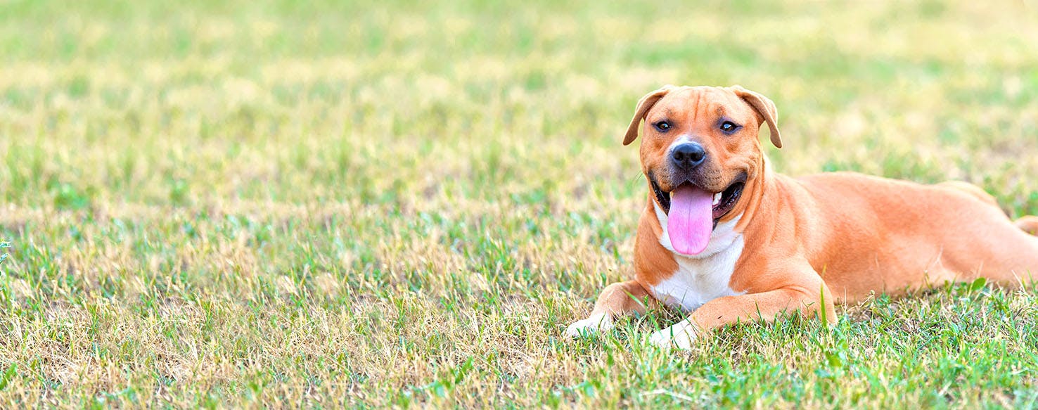 Dog Names Meaning Religious Popular Male and Female Names Wag!